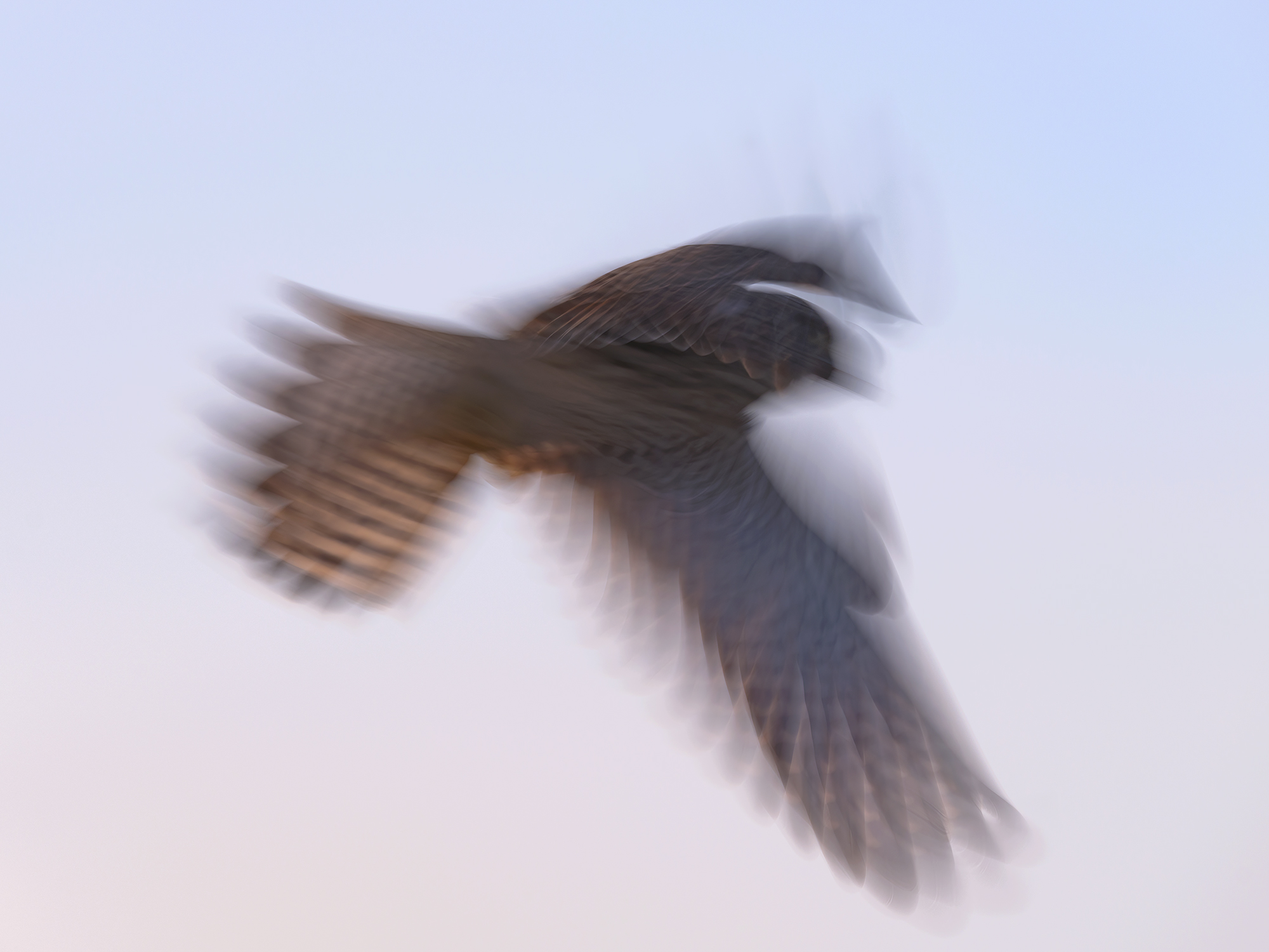 Rüttelflug